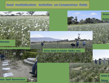 MBU | Seeds Multiplications Activities on Cooperative Fields